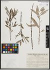Foto von Salix sericea Marshall